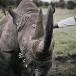 Wildlife safaris that go beyond the Big Five