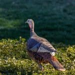 Eco-friendly upgrades that boost resale value