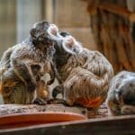 Rainforest lodges with wildlife at your doorstep