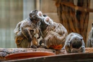 Rainforest lodges with wildlife at your doorstep