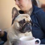 Pet Toys Controlled From Your Smartphone