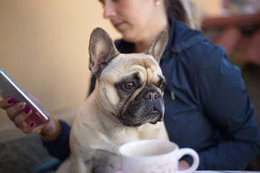 Pet Toys Controlled From Your Smartphone