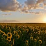 Field trips to sunflower farms inspire artists