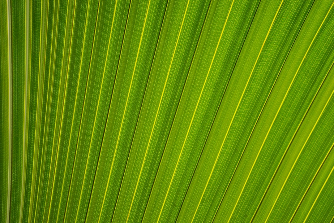 Career Paths in Sustainability and Green Jobs