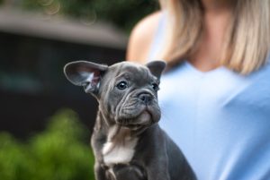 Pet Cameras That Let You Check In Remotely