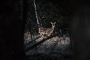 Playlists curated for every mood and occasion