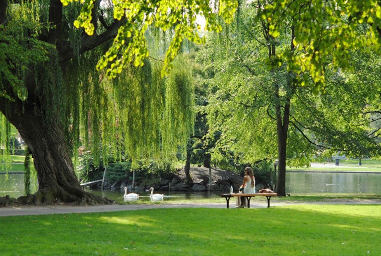 Yoga sessions in the park energize mornings